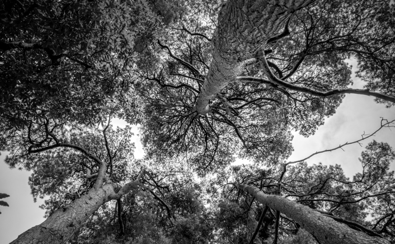 tree trunk, plant, looking, forest, trunk, lookingup, tranquil scene, bare tree, Leaves, photography, low angle view, Autumn, tranquility, no people, 4K