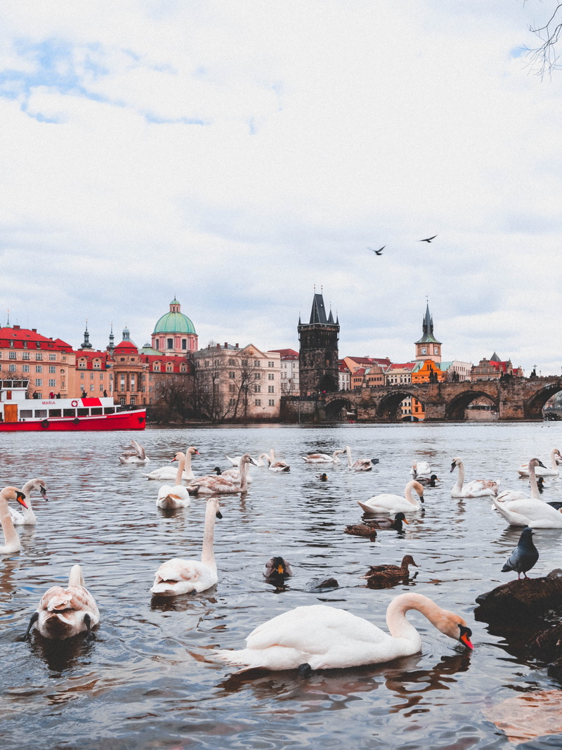 town, city, perspective, flock of birds, animal themes, animal wildlife, cloud - sky, vertebrate, czech, day, lookingup, animals in the wild, group of animals