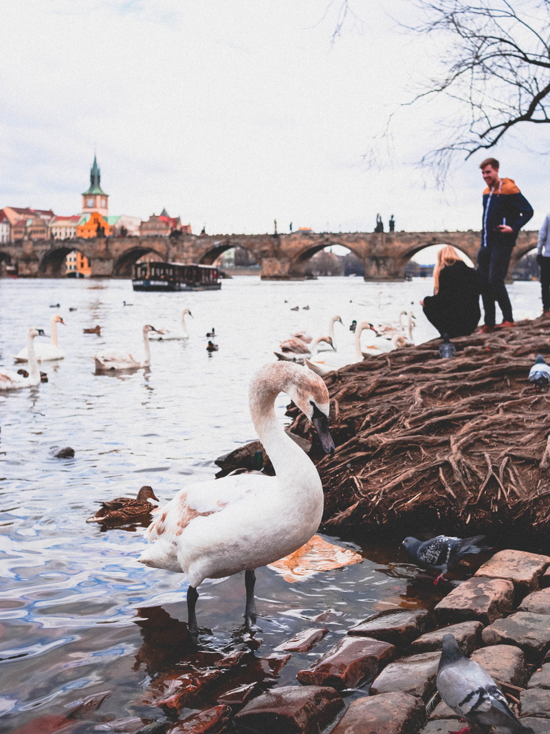 building exterior, real people, cities, europe, full length, lifestyles, architecture, minimal, town, people, day, citylife, perspective, nature, bird