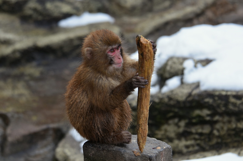 looking away, baby japanese macaque eating leaves, natural, nature, animals in the wild, toothpick, seasonal, rock - object, snow, rock, solid, cold temperature