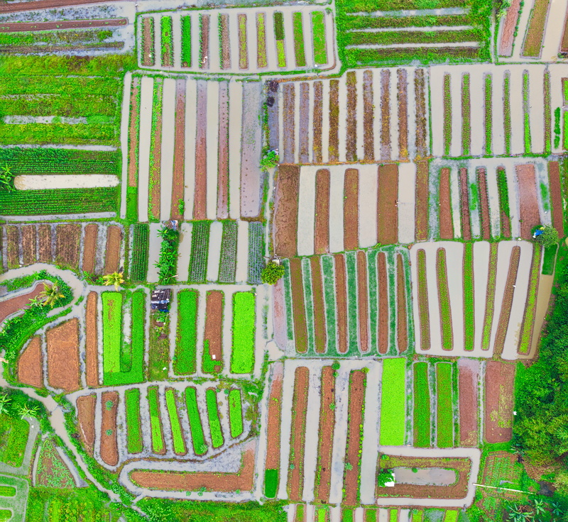 directly above, brick, plant, drawing, agriculture, nature, photography, image, texture, paper, architecture, plantation, rural, day, aerial, urban, retro