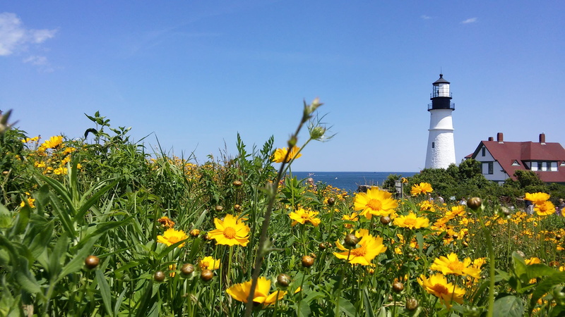 lanceolata, coreopsis, portland head light, coastline, maine, tower, 2K, flower, nature, head light, beacon, no people, freshness, outdoors, building