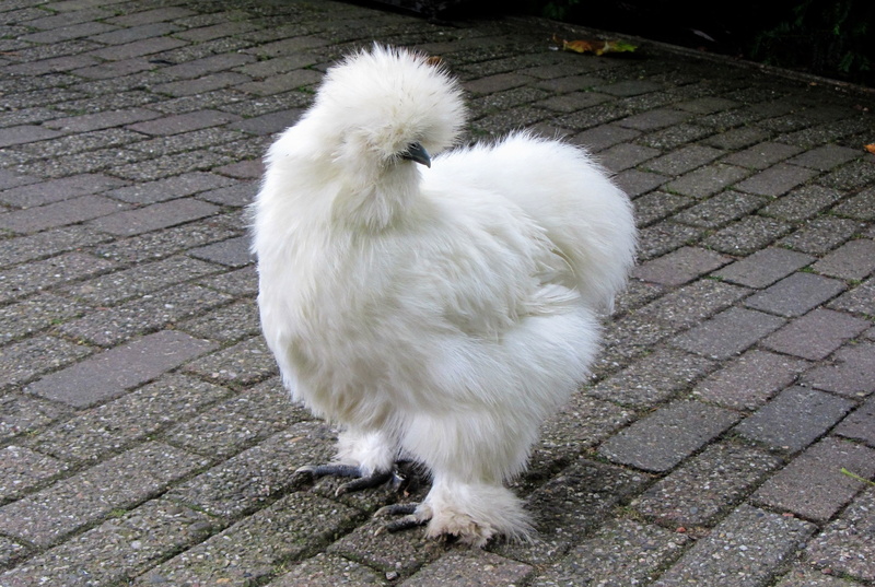 silkie, feathers, 2K, chicken