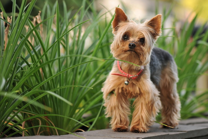 Dogs, Silky Terrier, 1080P