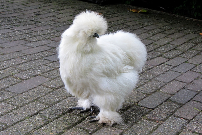 bird, domestic Animals, mammal, grass, young Animal, brown, silkie, day, white, pets, cute, one animal, feathers, 2K, no people, white color, nature, farm