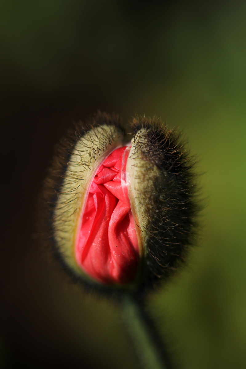 no people, pets, animal tongue, nature, animal, sprout, flower, blossom, pink, selective focus, pink color, auckland botanic gardens, plant, silky, flora