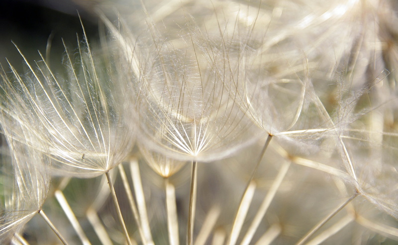 white, Plant, selective focus, flowering plant, macro, brightly lit, outdoors, growth, daytime, tranquility, close-up, softness, dandelion, pattern