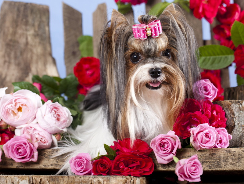 1080P, Dogs, Silky Terrier