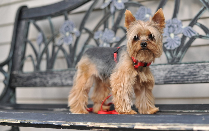 Dogs, 1080P, Silky Terrier