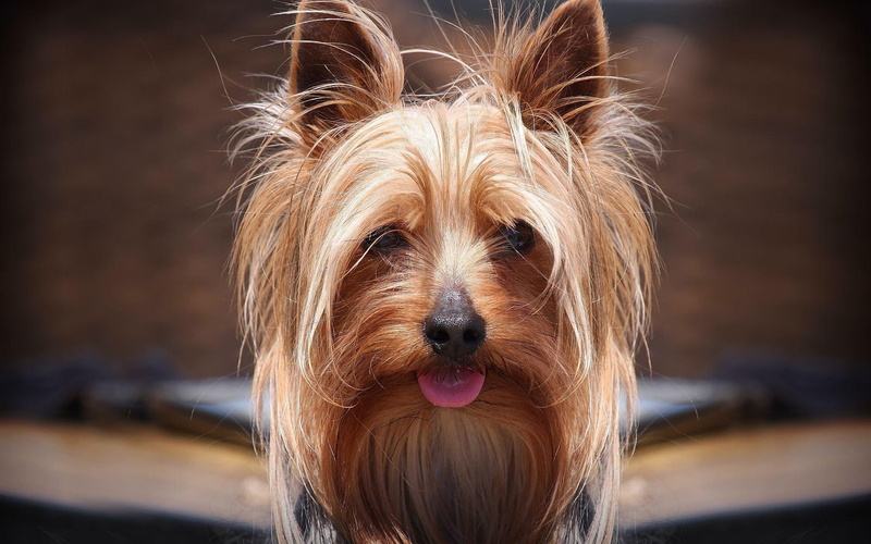 Dogs, 1080P, Silky Terrier