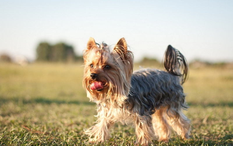 Dogs, 1080P, Silky Terrier