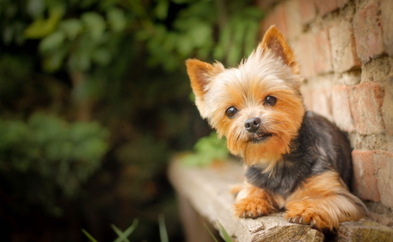 Silky Terrier, 1080P, Dogs, Dog, Bokeh