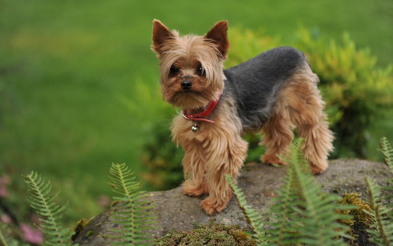 Silky Terrier, Dogs, 1080P