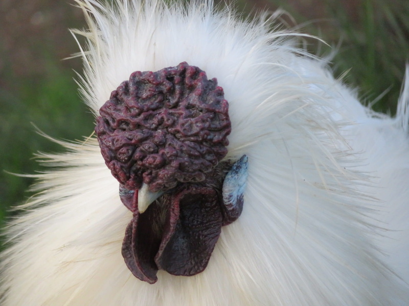 animal wildlife, outdoors, white, beauty in nature, Chicken, 1080P, growth, freshness, cute, inflorescence, animal themes, close-up, flowering plant, Silkie