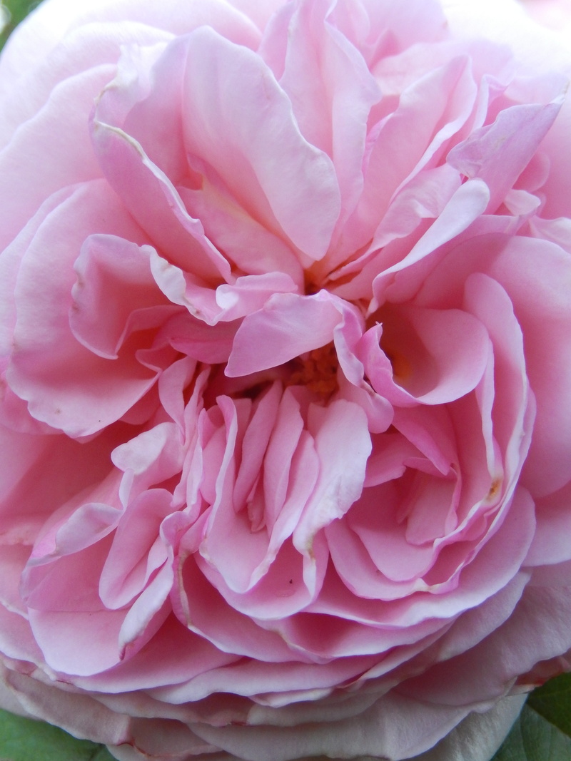 day, close up, spring, silky reflection, freshness, floral, softness, full frame, flowering plant, no people, pink roses, directly above, close-up