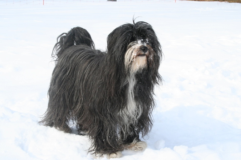 black color, portrait, animal head, animal hair, outdoors, long hair, mammal, canine, black, shih tzu, 1080P, cold temperature, winter, hair, silky, small