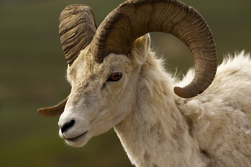 animal, wildlife, day, animal neck, animals in the wild, 2K, close-up, no people, animal wildlife, horns, ram, animal body part, animal head, portrait