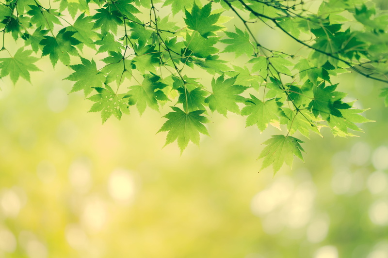 leaf, green color, autumn, change, leaves, plant, plants, maple tree, close-up, plant part, color, beauty in nature, environment, tree, branch, no people