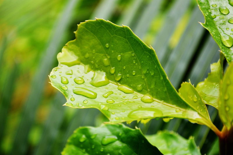 drop, sun light, sri lanka, focus on foreground, growth, outdoors, day, nature, mawanella, fresh, Leaves, wet, freshness, raindrop, plant part, beauty in nature