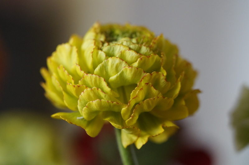 beauty in nature, flower, blossom, focus on foreground, healthy eating, about, new breeding, greenish, close-up, schnittblume, food and drink, wellbeing