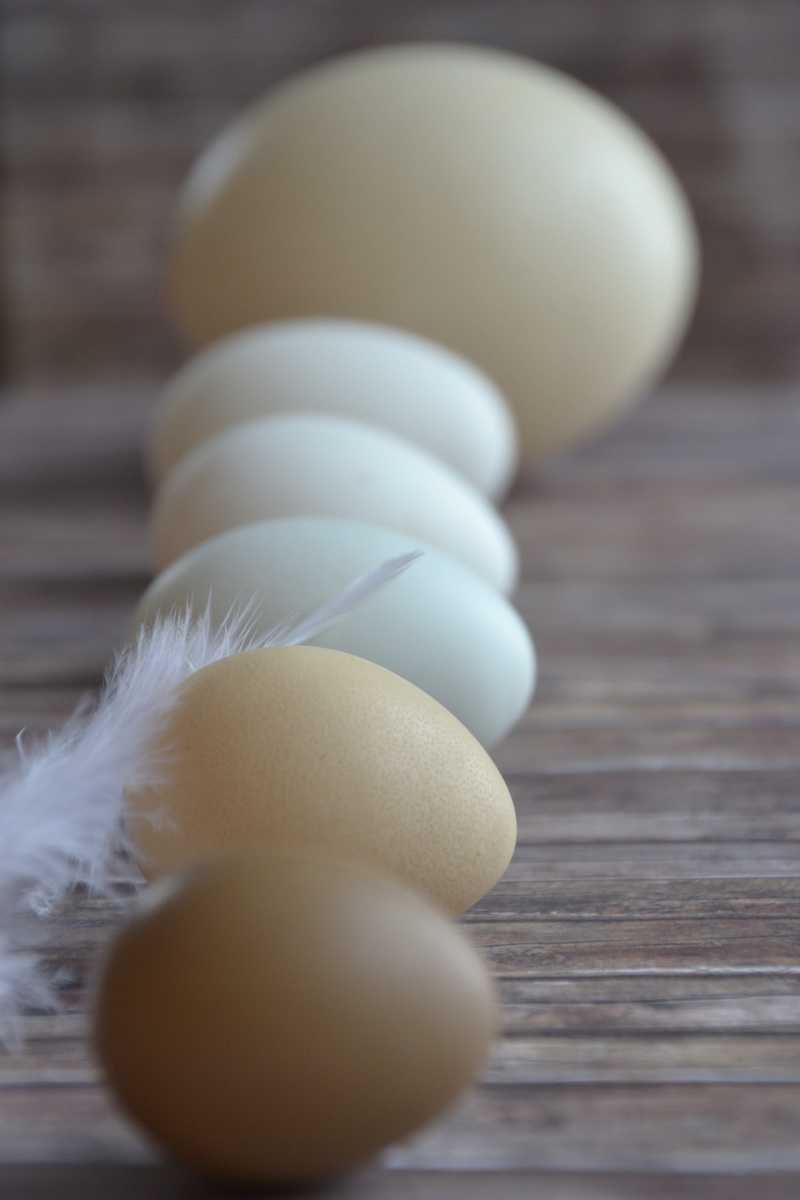 greenish, egg, still life, food and drink, simplicity, ostrich egg, grünlegerei, close-up, fasanenei, wood - material, goose egg, perlhuhnei, feather, selective focus