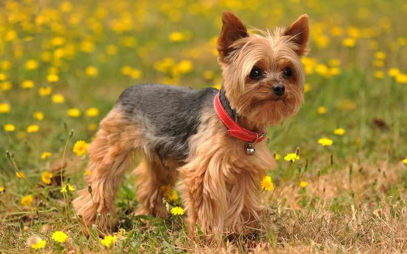 1080P, silky terrier