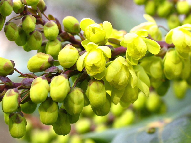 agriculture, bud, beauty in nature, flower, garden, freshness, ripe, fruit, plant part, greenish-yellow, day, branch, no people, green Color, food and drink