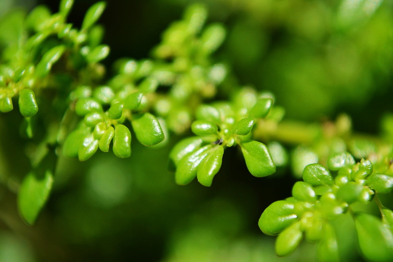 extreme close-up, greenish, drop, beauty in nature, plant, day, no people, sunlight, plant part, agriculture, sri lanka, green Color, nature, growth, ceylon