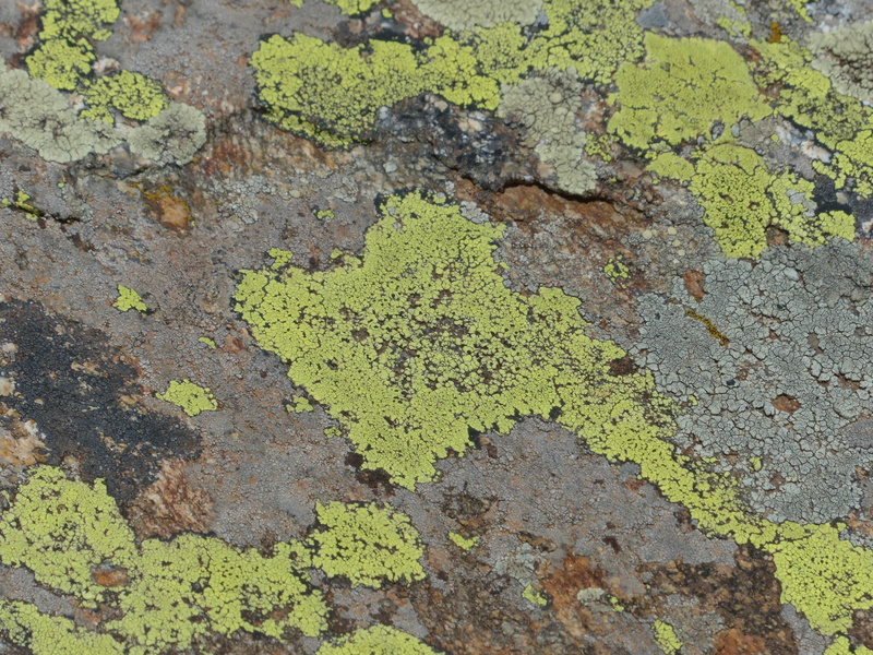 lichen, weathered, rhizocarpon geographicum, textured, lichen thallus, green yellow, olive green, plant, built structure, crust lichen, pattern, no people