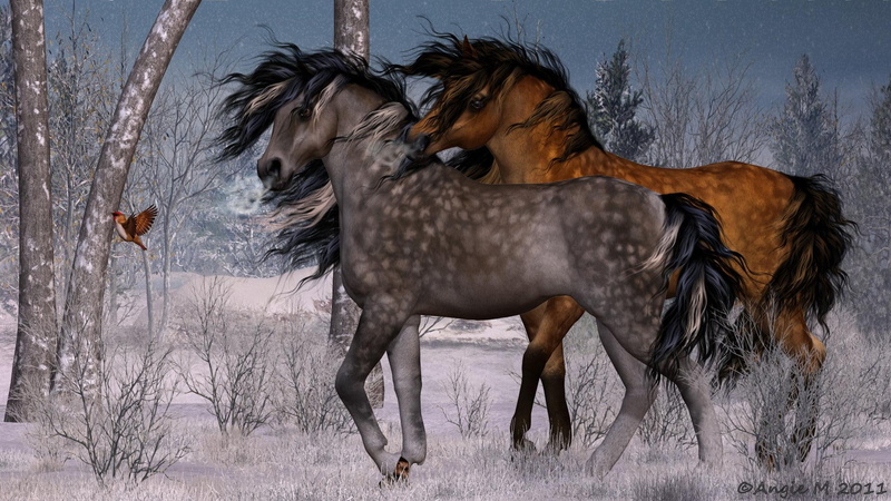 1080P, winter, nature, seasons, seasonal, widescreen, bird, companions, animals, snow