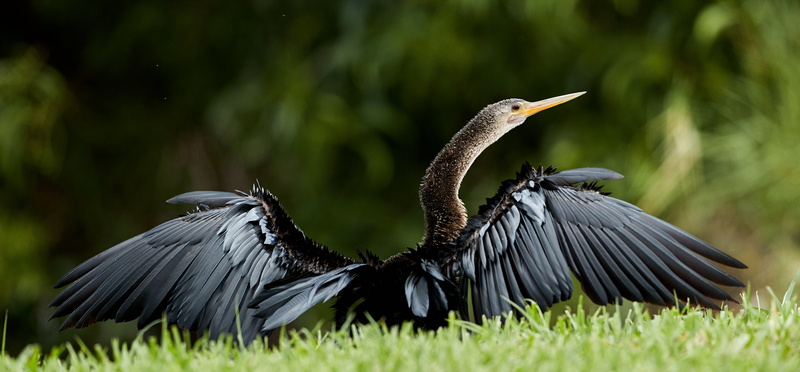 feathers, wings, wildlife, outdoors, animals, flying, feather, 2K, grass, Canon EOS-1D X Mark II, green grass, bird watcher, bird, Aug, animals In The Wild