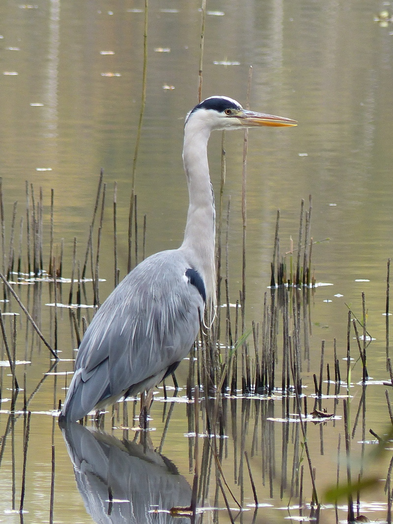 water bird, body, animal wildlife, no people, reflection, lake, fall, vertebrate, animal themes, bird, focus on foreground, 4K, mare, heron, day, great blue heron