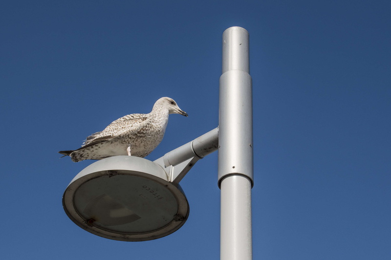 bird, perching, vertebrate, architectural column, animal themes, 4K, nature, sunny, pole, animal wildlife, watcher, sunlight, blue, clear sky, animal