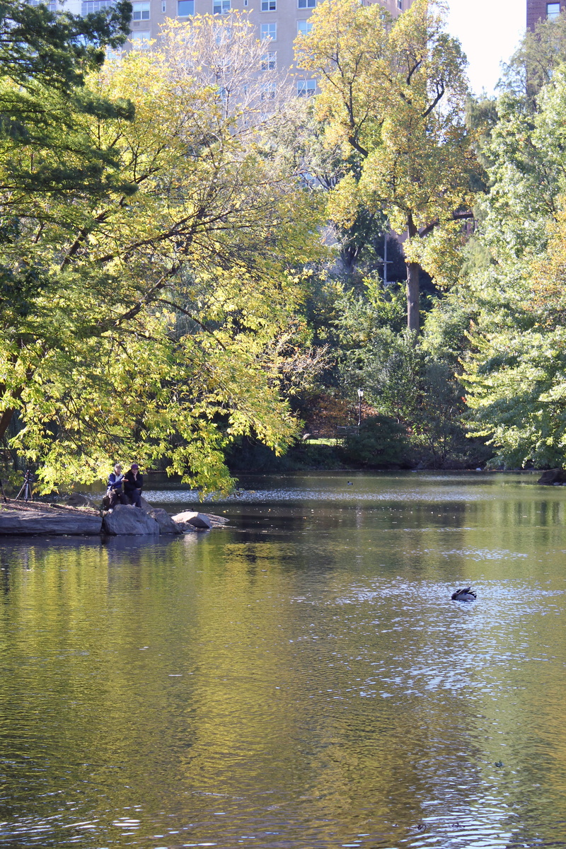 bird, woman, animal, vertebrate, trees, man, green, new york, animal wildlife, tree, old people, watchers, tranquil scene, waterfront, growth, plant, scenics - nature
