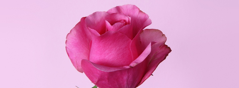 flower head, Closeup, bestartever, blume, pink color, purple, inflorescence, rose - flower, petal, vulnerability, Pink, Macro, wonderfulworldofflowers