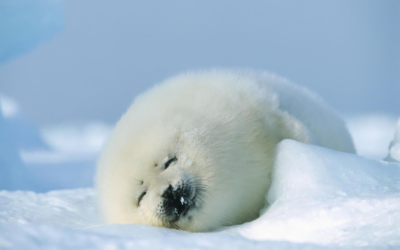 hd, art, nature, seasons, Winter, snow, 720P, happy, seals, sleeping, white, animals
