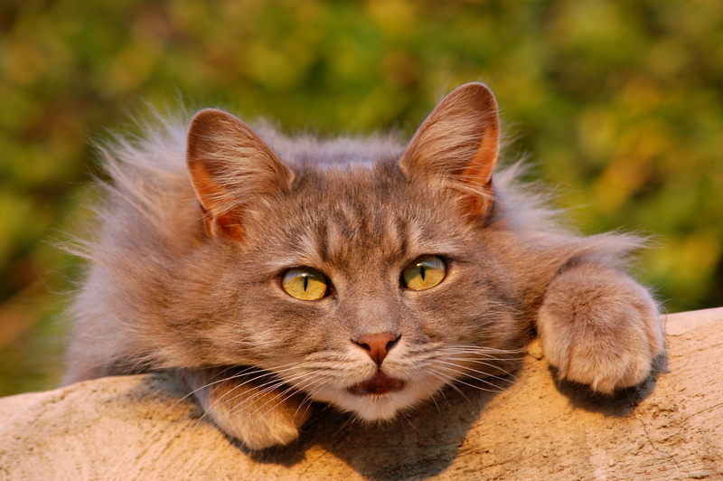 tabby, domestic, small, domestic Cat, fur, domestic Animals, close-up, haired, beauty, vertebrate, sitting, day, animal body part, outdoors, one Animal