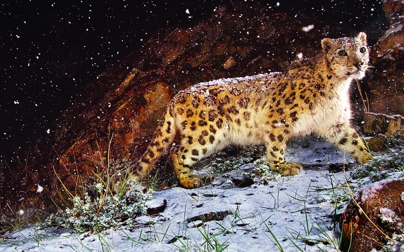 astonished, snow, 1080P, leopard