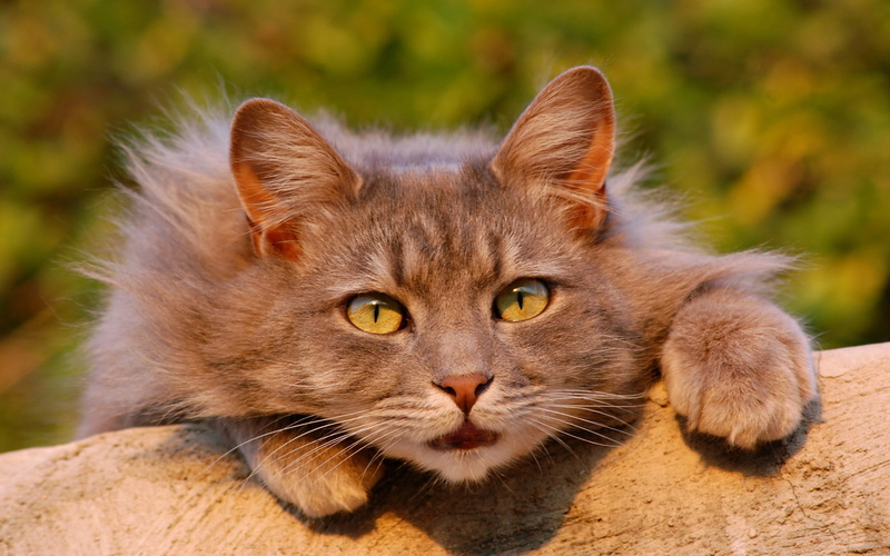 fluffy backgrounds, Look, 4K, astonishment, cat