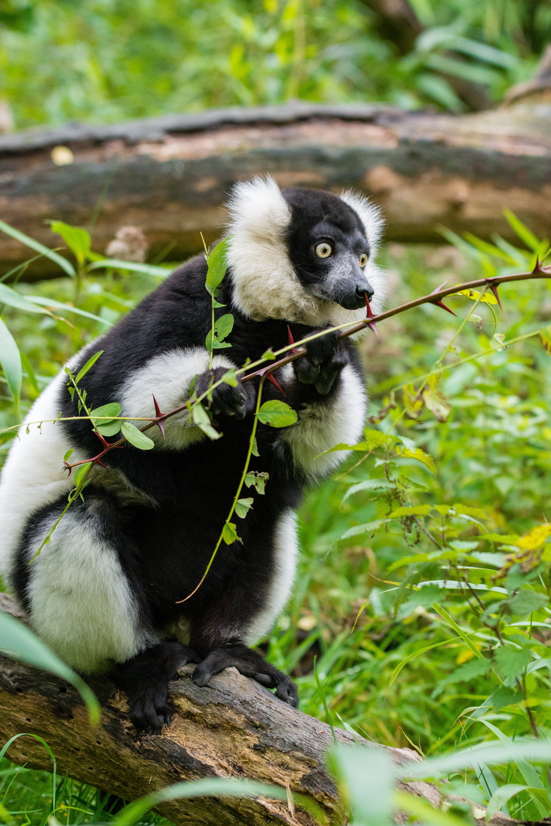 vertebrate, primate, lemur, green color, black color, mammal, focus on foreground, plant, eating, astonishment, 5K, day, tree, nature, ruffed lemur, one animal