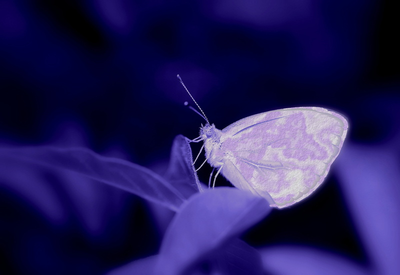 leaf, animal wing, closeup, flower, small, moth, insect macro, dreamy, 4K, macro, beauty in nature, color contrast, macro photo, insect photo, summer