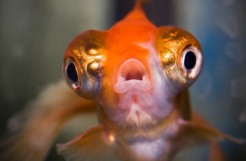 vertebrate, animal, Sea, mouth, focus on foreground, animal head, Telescope, Funny, orange color, animal body part, Animals, nature, animal eye, Water