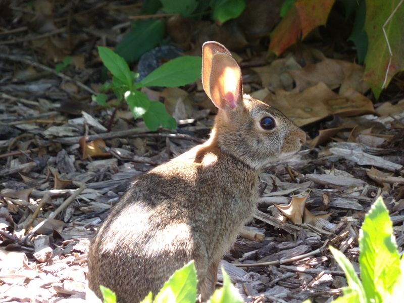 gray, hare, wild, bunny, cute, 4K, focus on foreground, summer, hop, plant, white, plant part, day, wildlife, adorable, sweet, hopping, one animal, rabbit