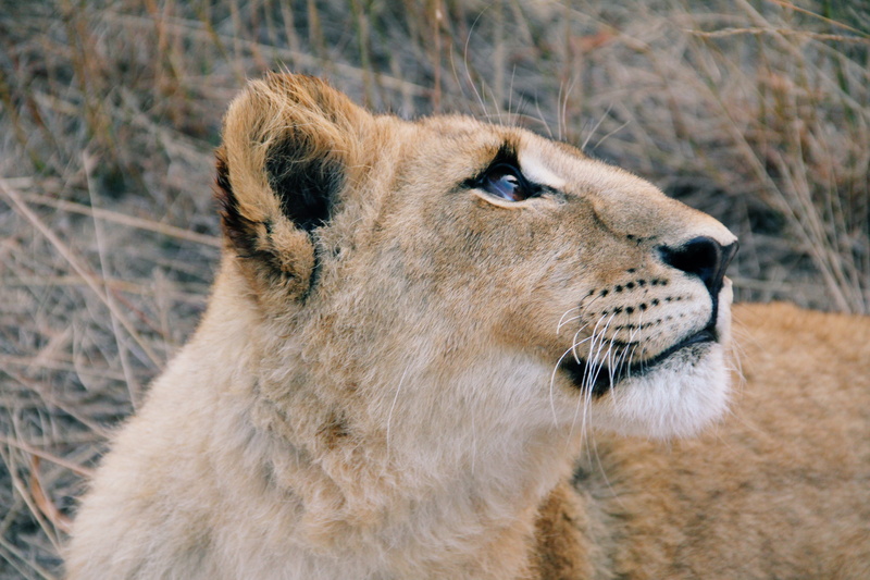 bigeyes, big cat, animal themes, focus on foreground, animal wildlife, desert, vertebrate, one animal, lions, mammal, zimbabwe, day, outdoors, animals in the wild