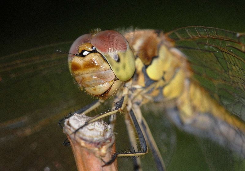 nature, invertebrate, bigeye, animal eye, animal body part, focus on foreground, eye, close-up, animal themes, no people, insect, one animal, animal wildlife