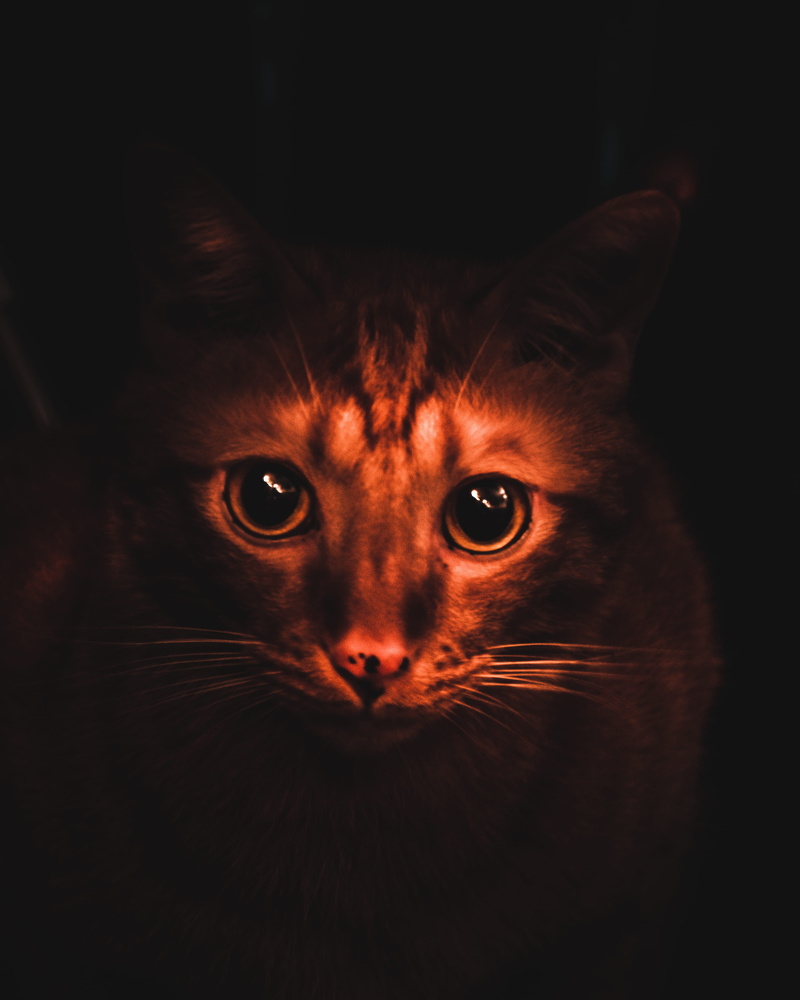 black background, one animal, cat, animal, 4K, orange, macro, tiger, animal head, nose, animal body part, animal themes, vertebrate, close up, hong kong
