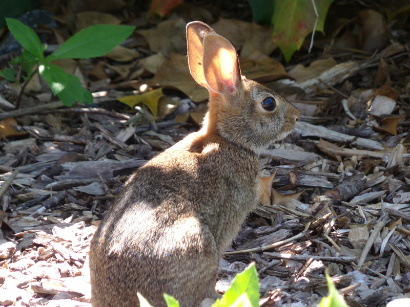 pets, hop, bunny, cute, outdoors, small, vertebrate, adorable, leaf, domestic animals, animals in the wild, furry, one animal, lawn, summer, close-up, bigeye