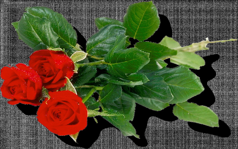 png, roses, bouquet, image, 2K