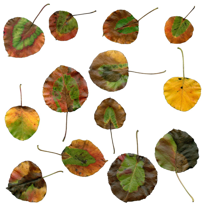 september, no people, still life, orange, plant, colorful, autumn, variation, fall leaves, food, nature, brown, leaf, outdoors, large group of objects