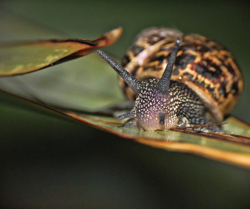 animal antenna, countryside, strength, plant part, humidity, green, eye, slimy, slime, one animal, animal body part, no people, Snail, slug, food, 2K